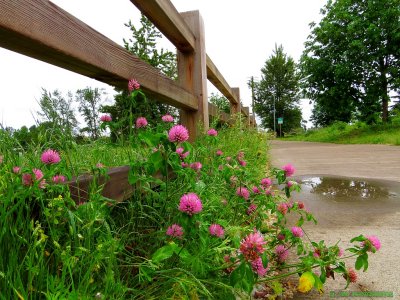 Red Clover