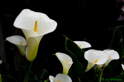 Calla lily