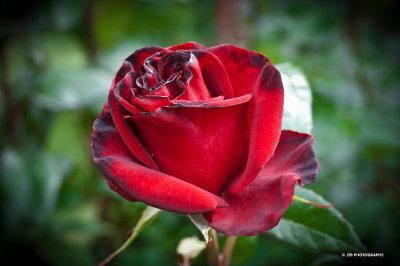 Red rose