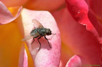 The unlikely pollinator