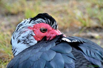  Muscovy Duck