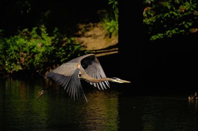 Great blue heron