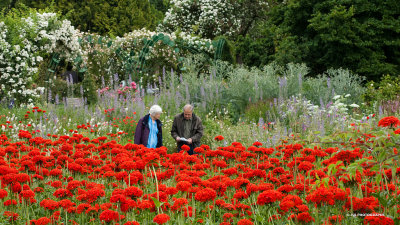 Owen memorial rose garden