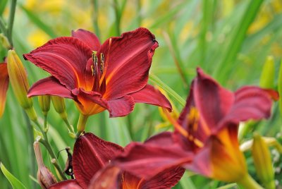 Day Lily