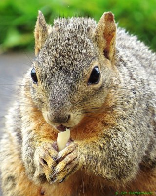 Friendly neighborhood squirrel