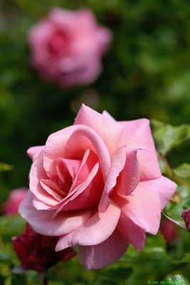 Pink Rose