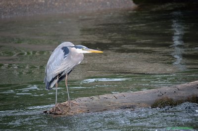 Great Blue Heron