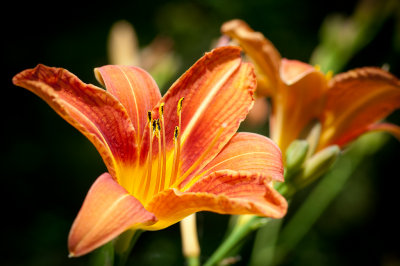 Beautiful daylily