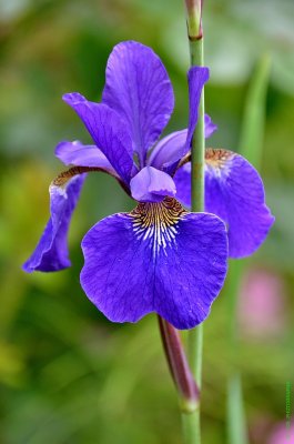 Iris germanica