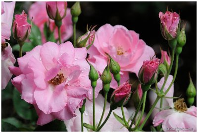 Owen Memorial Rose Garden 