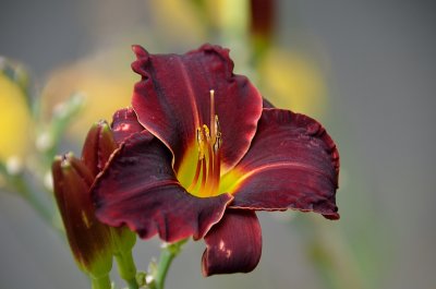 Day Lily