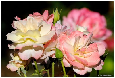 Owen memorial rose garden