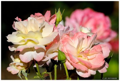 Owen memorial rose garden 