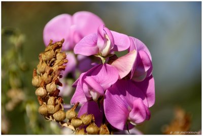 Flowers at the owen rose garden