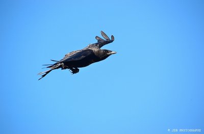 Crow in flight