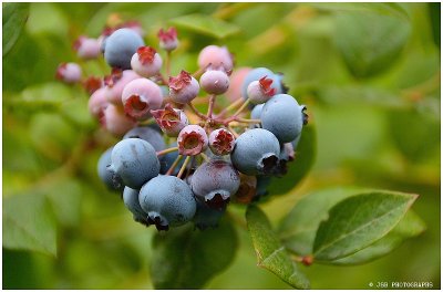 Blueberries