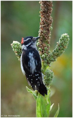 Male Downy Woodpecker