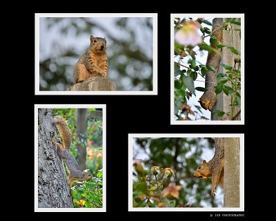 Squirrel play