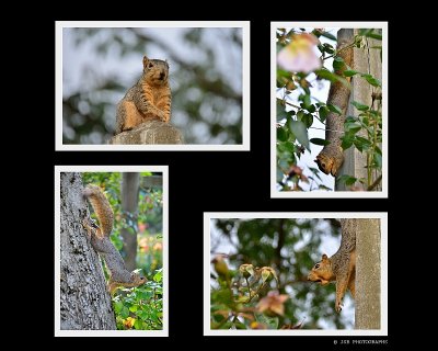 Squirrel play 