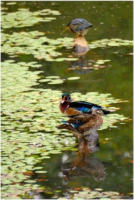 Two wood ducks and a green heron