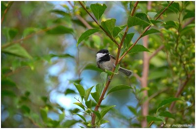 Black-capped chickadee