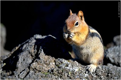 Chipmunk on the lava beds