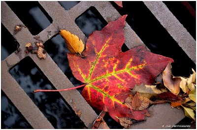 Leaf in the gutter