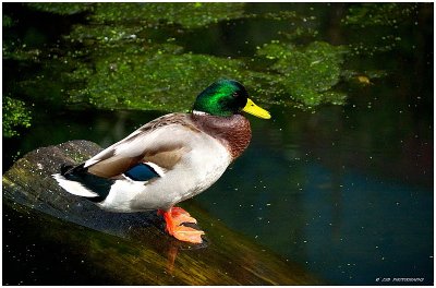 Mallard Duck