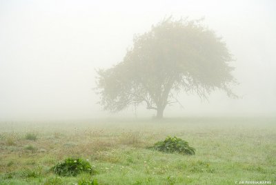 Foggy day