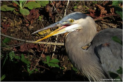 Great blue heron eating a baby turtle