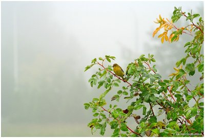 Lesser Goldfinch