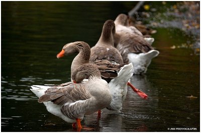 Greylag Goose