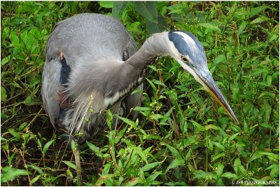 Great blue heron