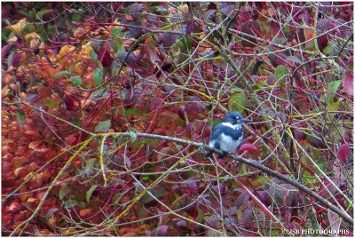 Autumn color and a kingfisher bird