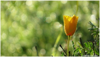 California poppies