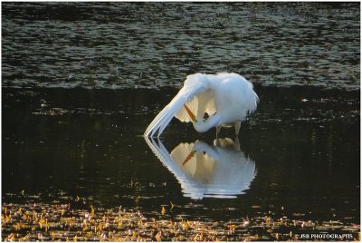 White egret