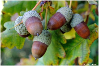 Oak acorn nuts
