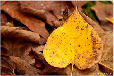 Autumn leaves