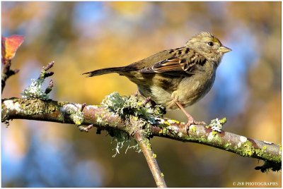 Song Sparrow