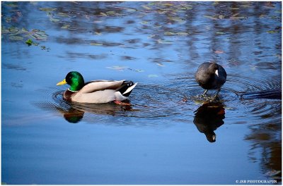 Mallard duck and a American Coot