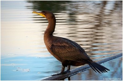 Cormorant