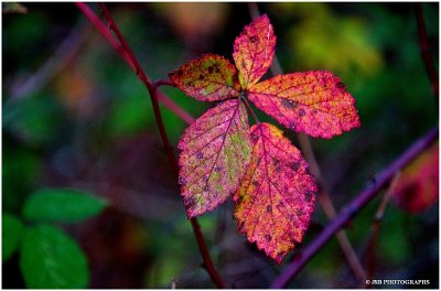 Red Autumn