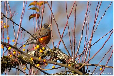 American Robin