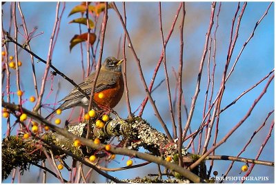 American Robin