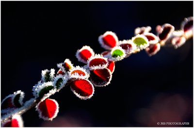 Frozen Colors