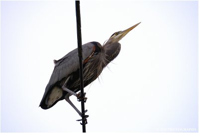 On the high wire