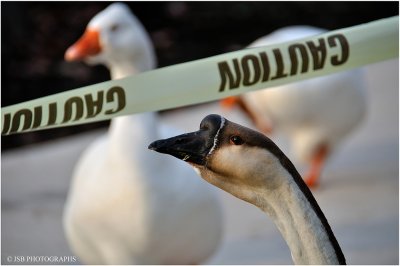 Caution - This bird means business, cross that line and your goose is cooked.