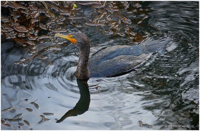 Cormorant