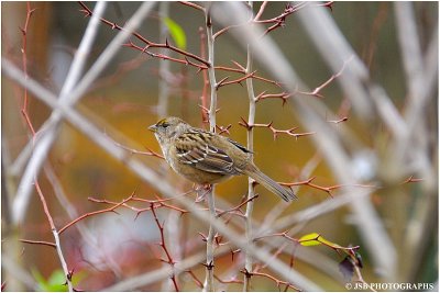 Gold crown sparrow