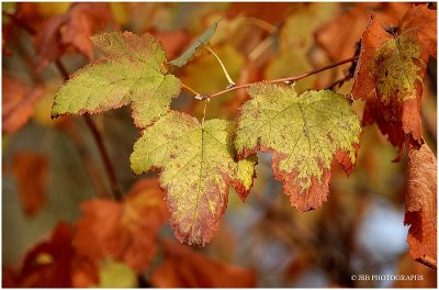 Warm colors to brighten up your day